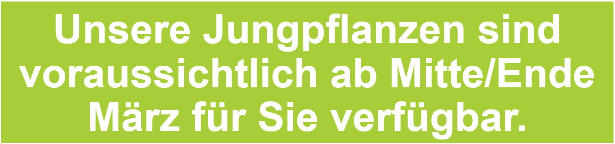 Banner Pflanzenverfügbarkeit ab Mitte Ende März
