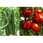 Balkontomaten Jungpflanzen online kaufen