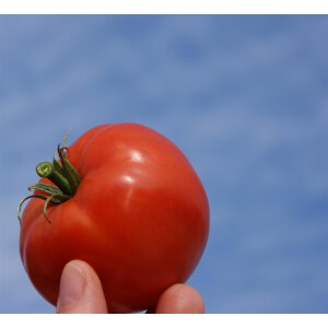 Freilandtomaten