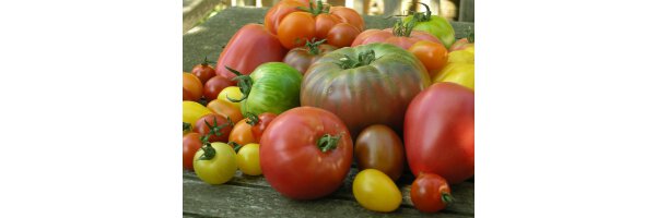Historische Tomaten