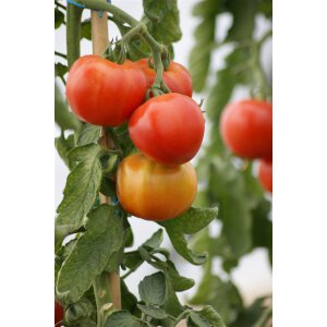 Veredelte Tomaten