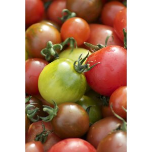 Tomaten Vielfalt