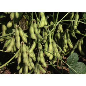 Edamame - Sojabohne