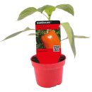 Blockpaprika Orange Bell *Jungpflanze