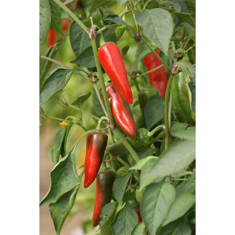 Gewürzpaprika Gorria, 2,65