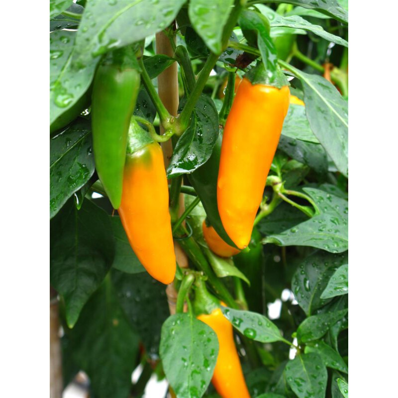 Paprika Snack Paprika Sweet Snack Capsicum annuum Pflanze onl