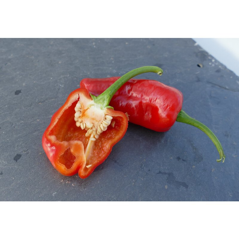 Snack Peperoni Peperoni Gipsy Gipsy F1 Capsicum annuum Pflanz