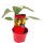 Snack Peperoni Gipsy F1 *Jungpflanze