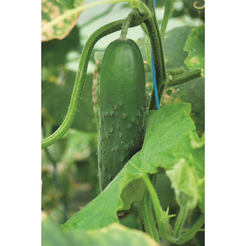 Bodina F1 | Einlegegurke | Cucumis sativus | Pflanze online kaufen, 2,59