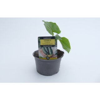 Freilandschlangengurke Jazzer F1 *Jungpflanze