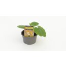 Gelbe Zuchini Sebring F1 *Jungpflanze