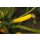 Gelbe Zuchini Sebring F1 *Jungpflanze