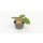 Gelbe Zuchini Sebring F1 *Jungpflanze