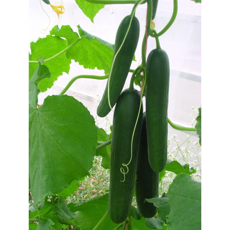 Mini Gewächshausgurke |Gewächshausgurke Gerlinde | Cucumis sativus ...