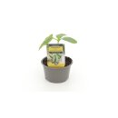 Mini Gewächshausgurke Gerlinde F1 *Jungpflanze