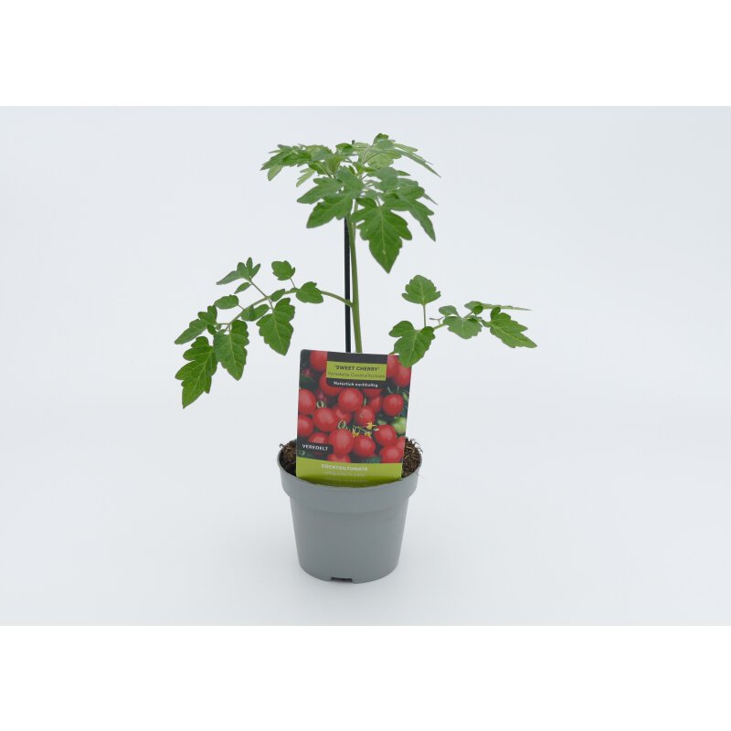 Veredelte Cocktailtomate Sweet Cherry 4 95