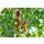 Veredelte Mini Romatomate Trilly *Jungpflanze
