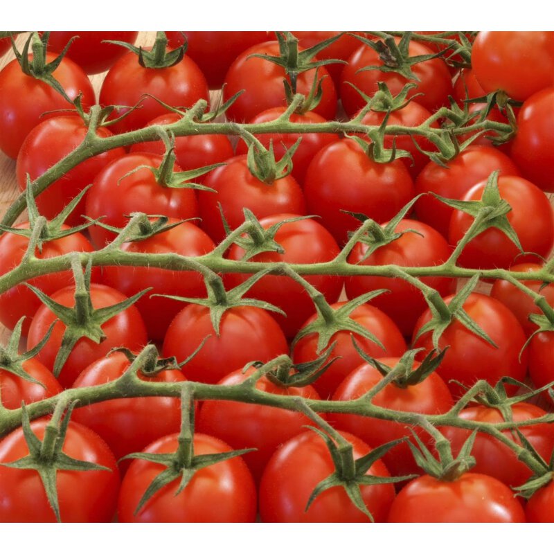 Veredelte Kirschtomate Pepe F1, 4,95