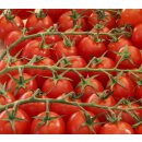 Veredelte Kirschtomate Pepe F1 *Jungpflanze