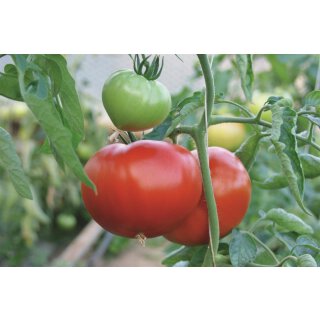 Veredelte Fleischtomate Carmello F1 *Jungpflanze