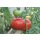 Veredelte Fleischtomate Carmello F1 *Jungpflanze