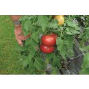 Veredelte Fleischtomate Rosa Crush *Jungpflanze