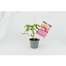 Veredelte Fleischtomate Rosa Crush *Jungpflanze