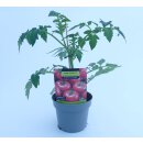 Veredelte Fleischtomate Rosa Crush *Jungpflanze
