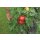Veredelte Fleischtomate Rosa Crush *Jungpflanze