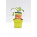 Orange Cocktailtomate Sungold F1 *Jungpflanze