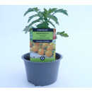 Orange Cocktailtomate Sungold F1 *Jungpflanze