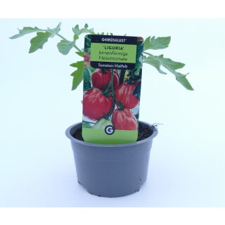 Birnenförmige Fleischtomate Liguria *Jungpflanze