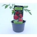 Birnenförmige Fleischtomate Liguria *Jungpflanze