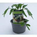 Schwarze Salattomate "Schwarze Krim" *Jungpflanze