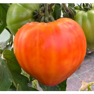 Fleischtomate Ochsenherz *Jungpflanze