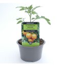 Fleischtomate Ochsenherz *Jungpflanze