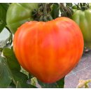 Fleischtomate Ochsenherz Orange *Jungpflanze