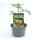 Fleischtomate Ochsenherz *Jungpflanze