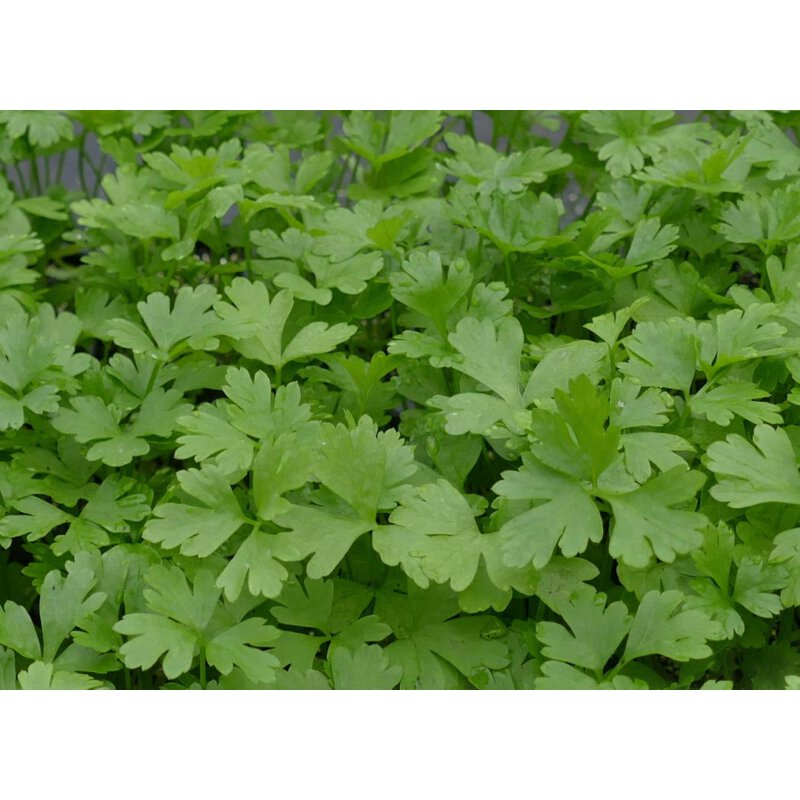 Bio Petersilie glatt Petroselinum crispum Pflanze online kaufen, 2,99