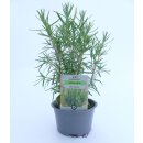 Rosmarin stehend Bio *Jungpflanze