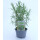 Rosmarin stehend Bio *Jungpflanze