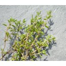 Zitronenthymian Bio *Jungpflanze