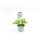 Basilikum Bio grün **Strauchbasilikum**  *Jungpflanze