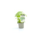 Zitronenmelisse Bio *Jungpflanze