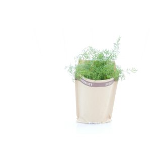 Dill Bio *Jungpflanze
