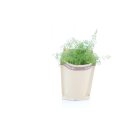 Dill Bio *Jungpflanze