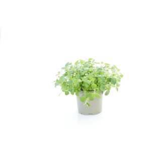 Oregano Bio *Jungpflanze