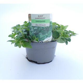 Oregano Bio *Jungpflanze