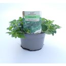 Oregano Bio *Jungpflanze