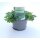 Oregano Bio *Jungpflanze